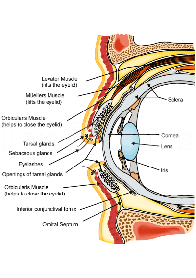 Eyelid Surgery | Anatomy of the Eyelid | Cosmetic Surgery